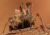 Uloborus walckenaerius